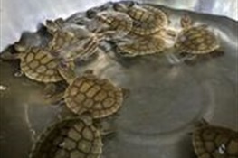 Nine Royal Turtle Hatchlings Taken to Conservation Center in Koh Kong